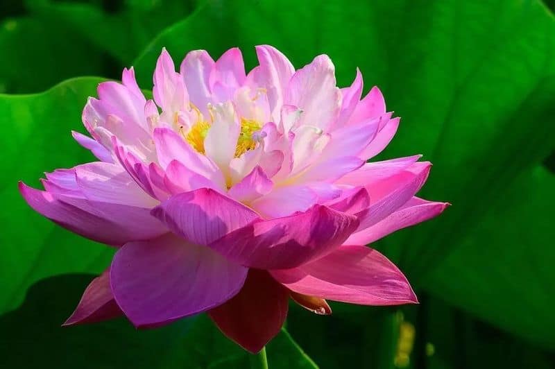 Lotus Flower (荷花 – hé huā): Beauty From Mud
