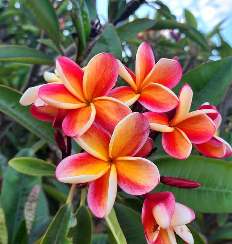 Plumeria: Fragrant Stars of Paradise