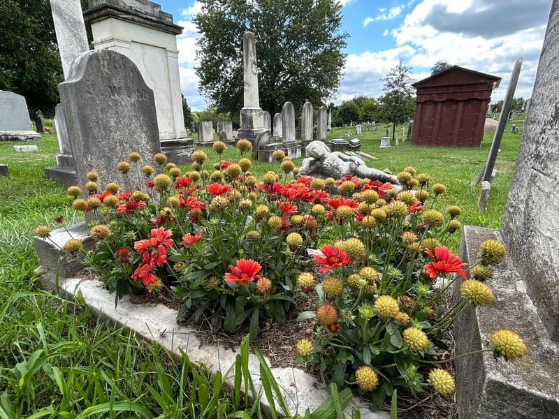 Reading Wildflowers as Signs from Beyond