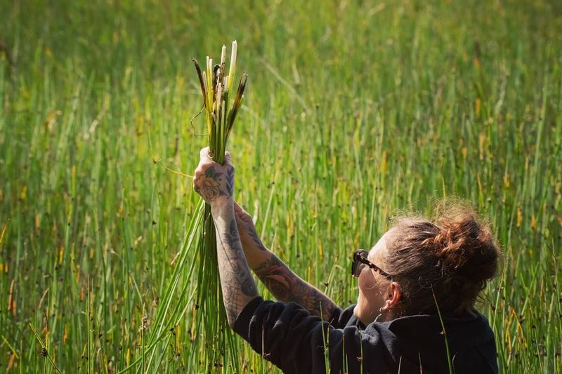 Sweetgrass: The Hair of Mother Earth