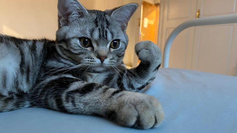 Capricorn (December 22-January 19): American Shorthair