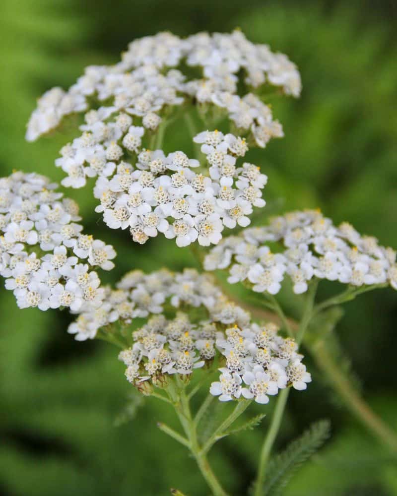Yarrow: The Healer's Companion