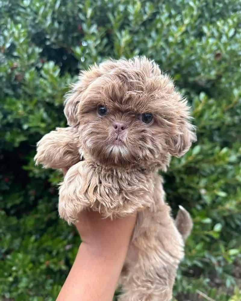 Shih Tzu: The Lion Dogs of Chinese Emperors