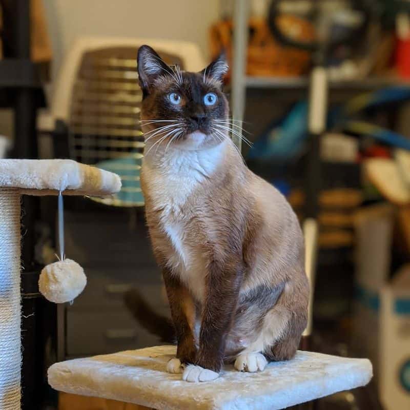 Gemini (May 21-June 20): Siamese