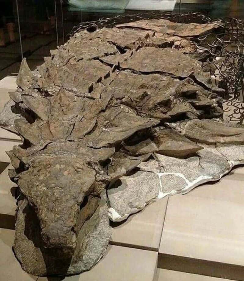 Dragon Bones and Dinosaurs