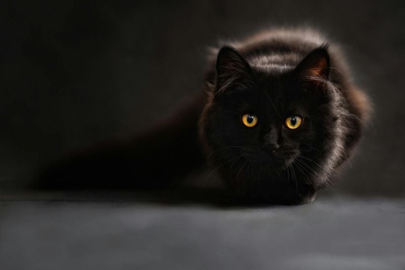 A Purrfect Opportunity for Perspective