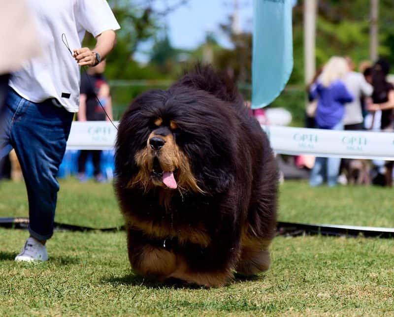 Tibetan Mastiff: Guardian of Himalayan Monasteries