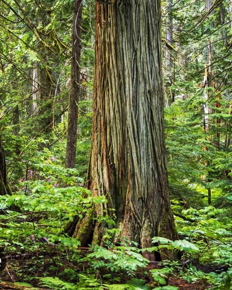 Cedar: The Tree of Life