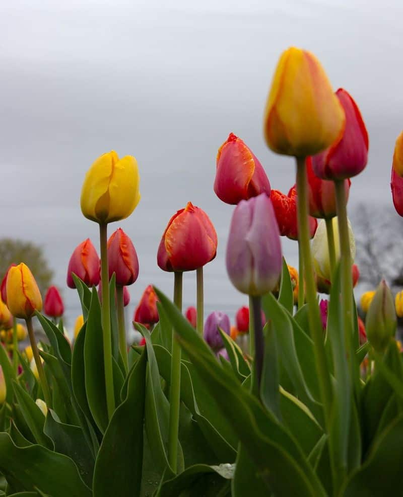 Tulips: Cups of Perfect Love
