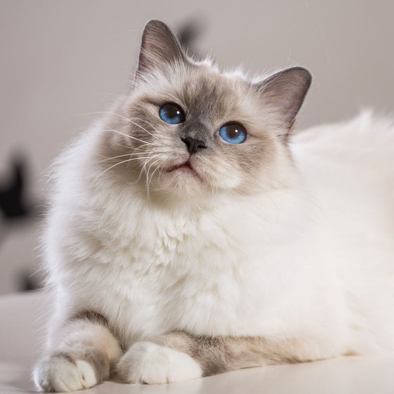 Libra (September 23-October 22): Birman