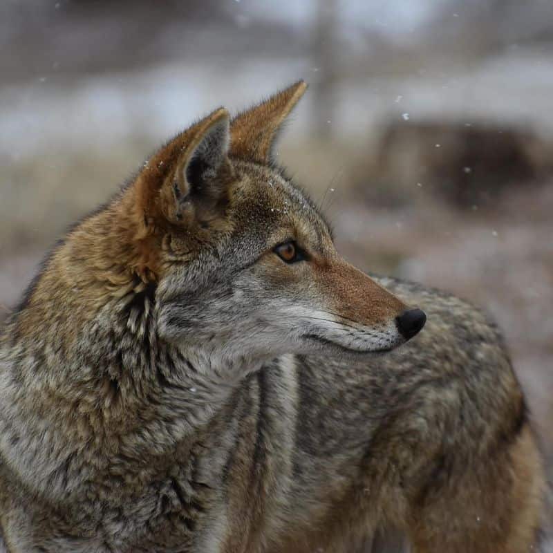 Coyote: The Clever Trickster