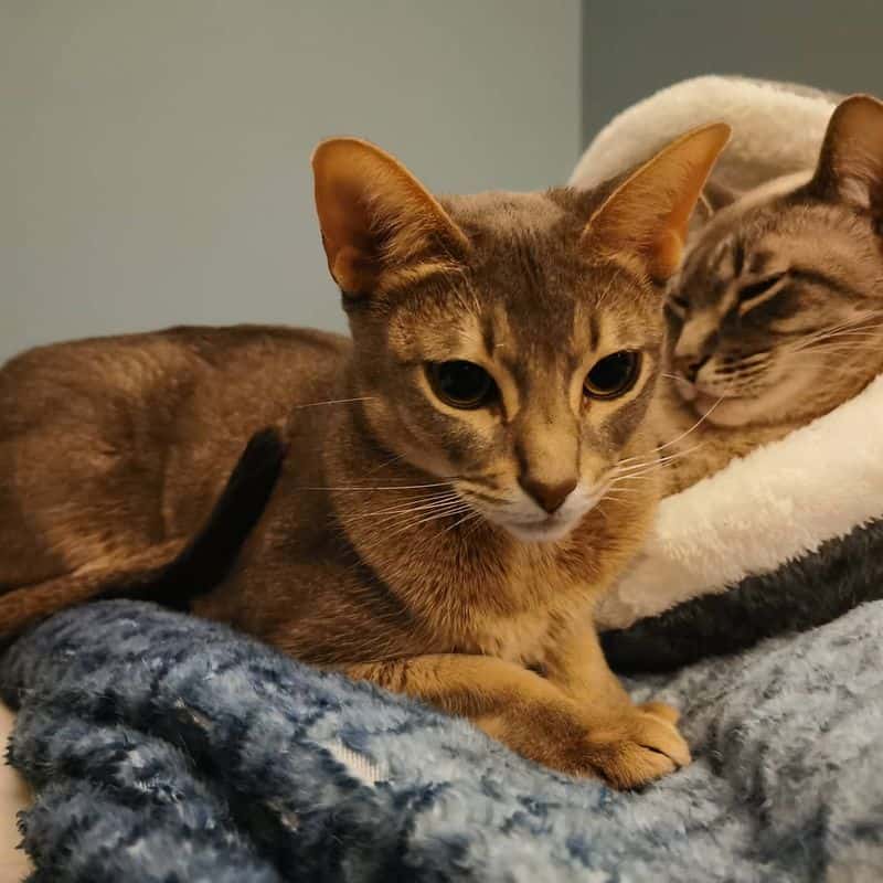 Aries (March 21-April 19): Abyssinian