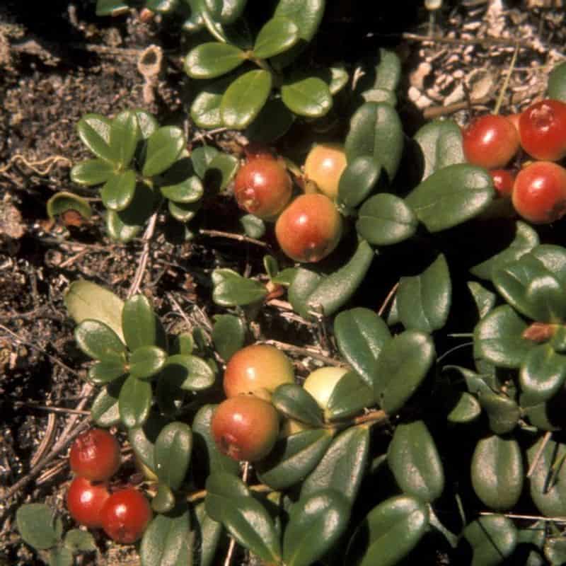 Bearberry: The Smoking Blend