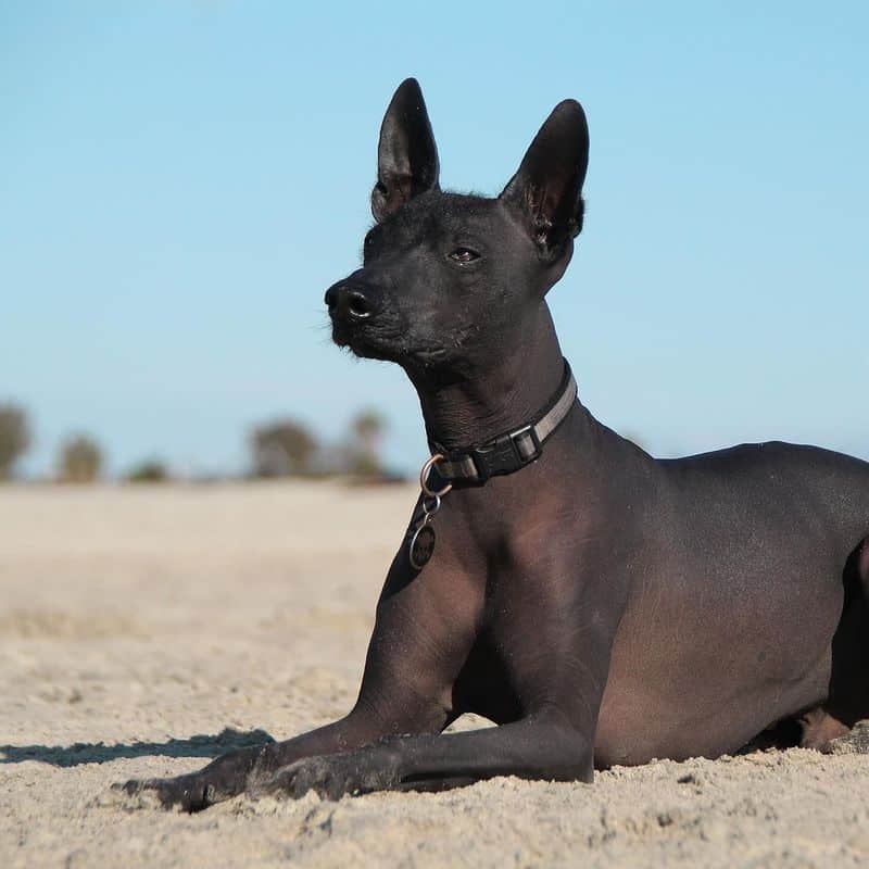 Xoloitzcuintli: The Aztec Soul Guide