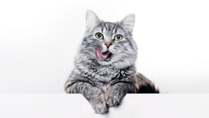 What Cat Breed Are You Based On Your Zodiac Sign?