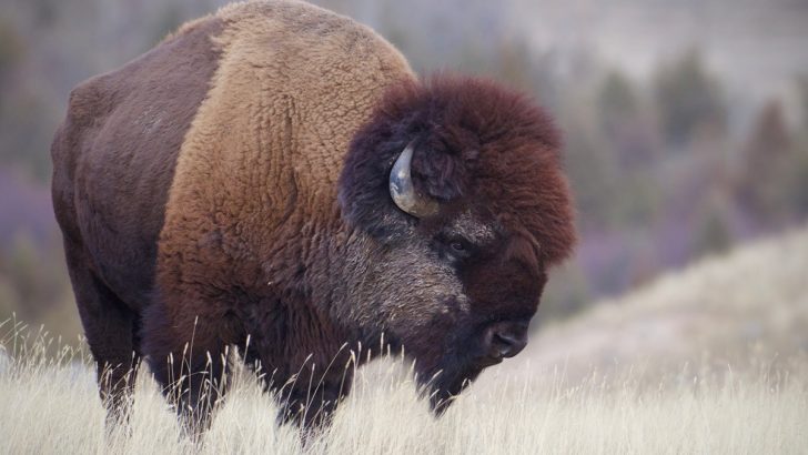 10 Legendary Animals from Native American Culture