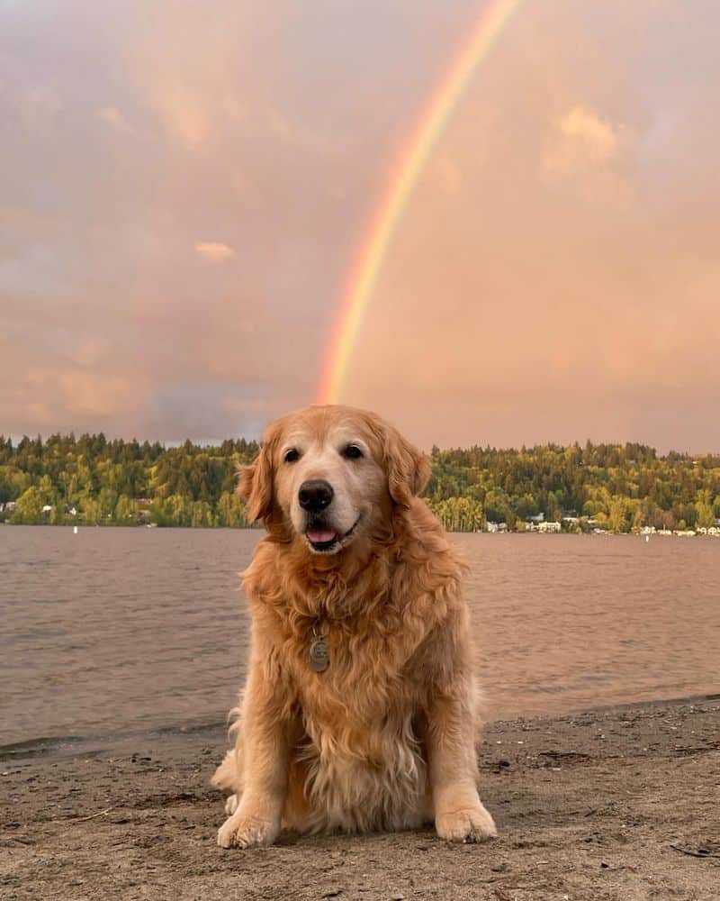 The Rainbow Bridge Awaits