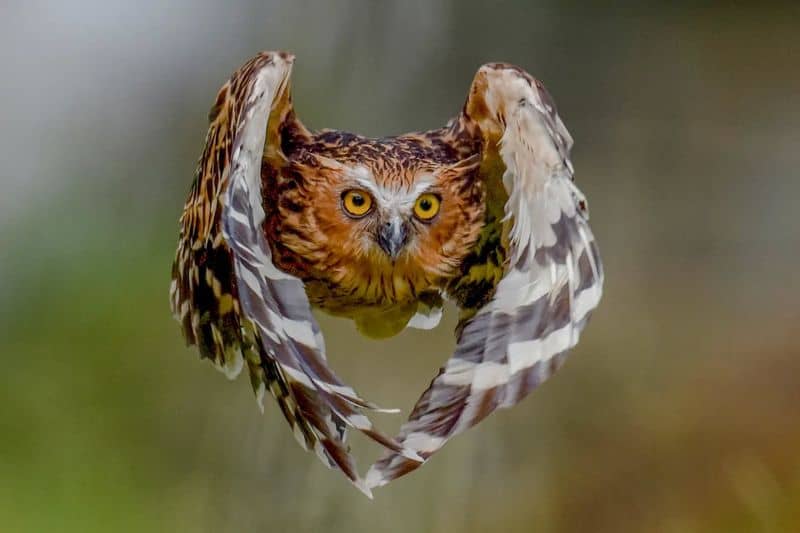 Death's Winged Messengers