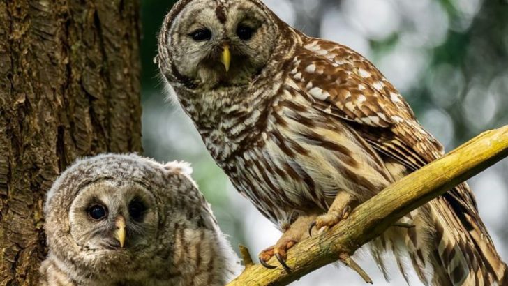 10 Reasons Why Owls Are Feared In African and Native American Culture