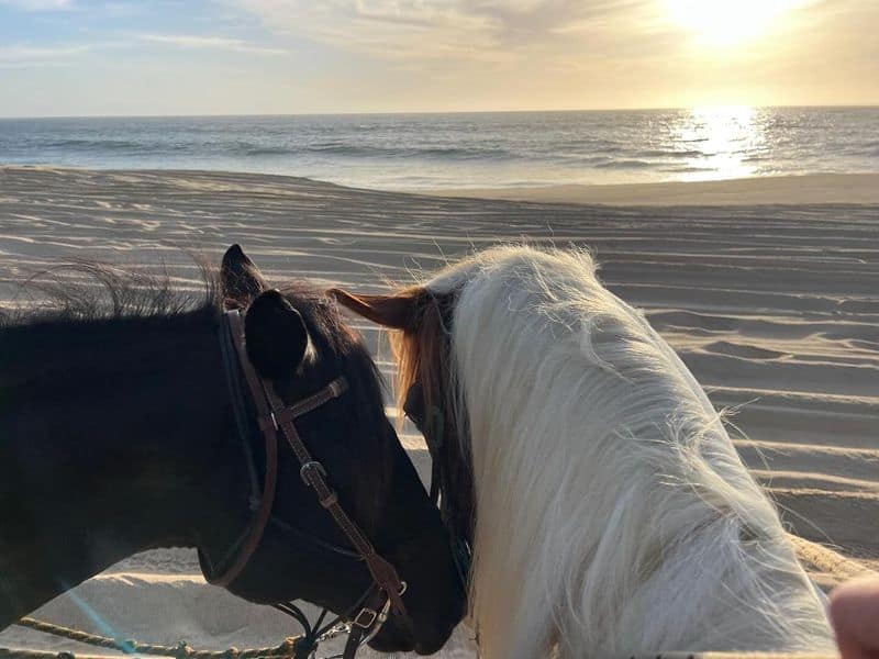Don't Look a Gift Horse in the Mouth