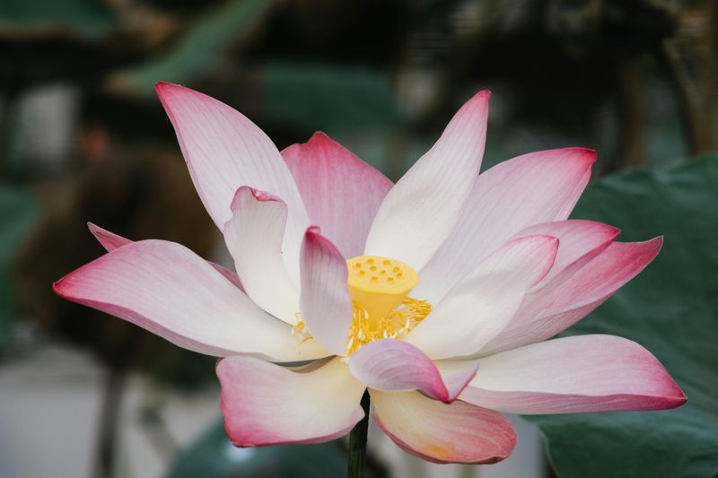 Rebirth Through Spiritual Surrender