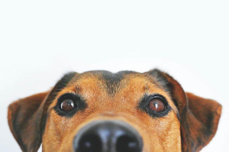 Animals Behaving Unusually
