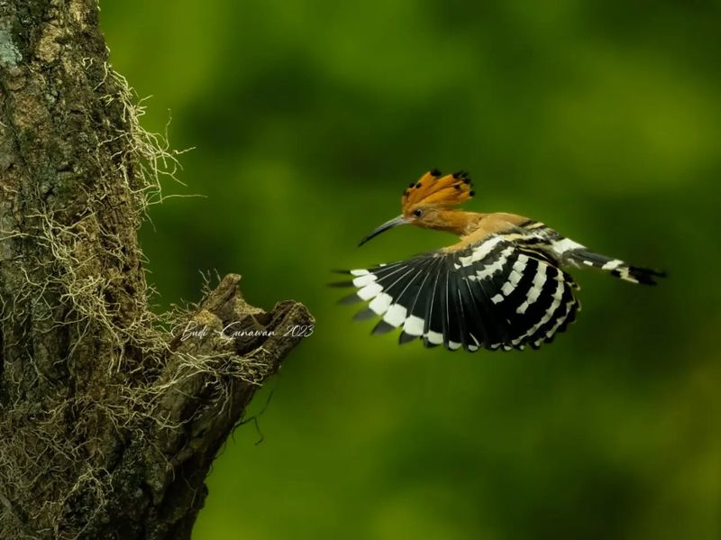 The Hoopoe (Hudhud): Solomon's Feathered Intelligence Officer