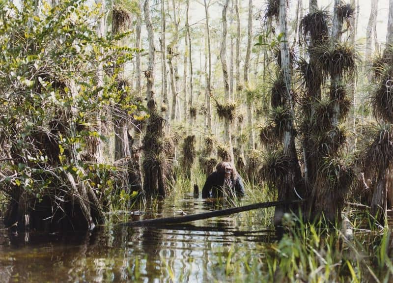 Skunk Ape: Florida's Fragrant Bigfoot