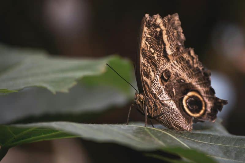 Hope's Winged Ambassadors