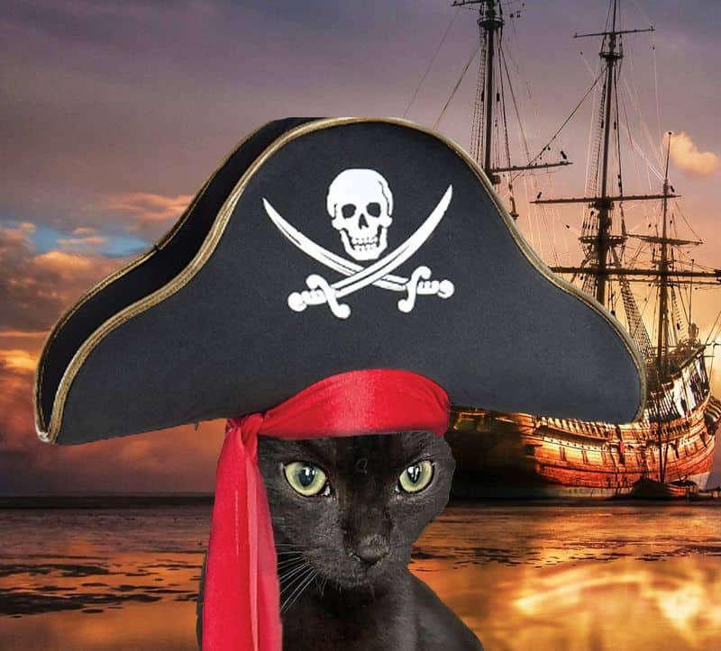 Black Cats: Lucky Ship Companions
