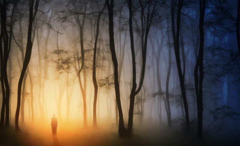 Nature Connection Walks