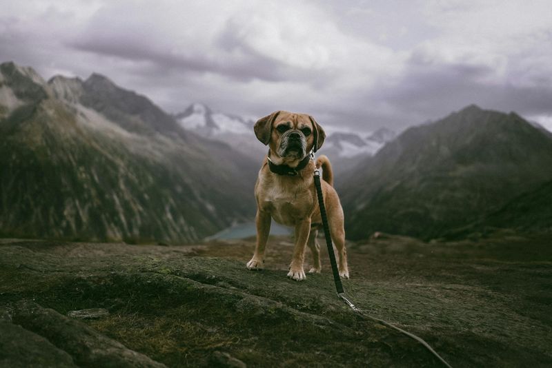 Messengers Through Other Animals