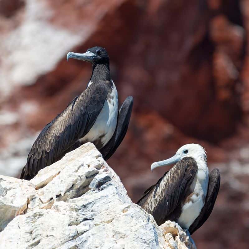 The Frigatebird: Make-make's Oceanic Manifestation