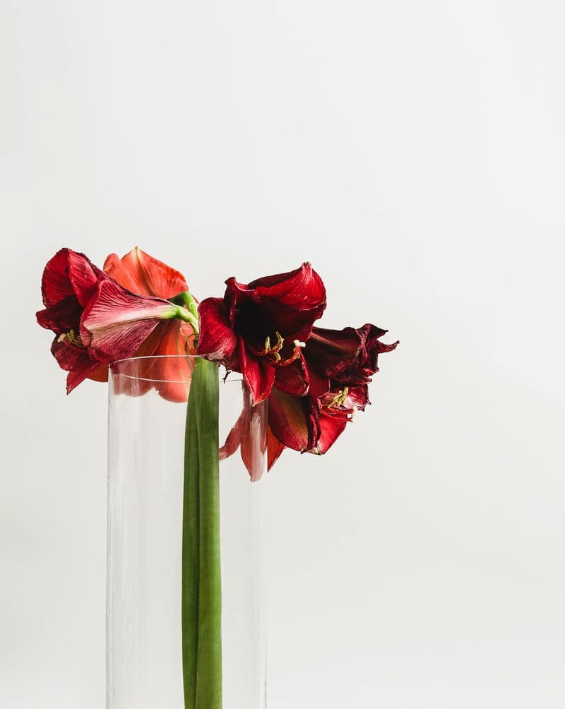 Dead Plants Sapping Life Force