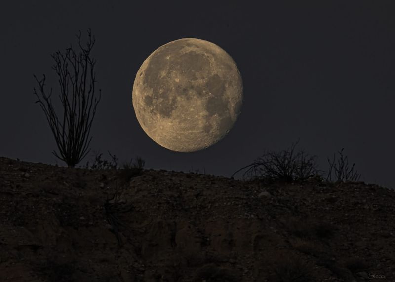 Moonlight Challenge