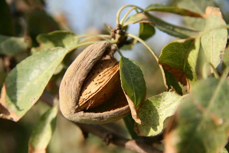 August: The Abundance Harvesters