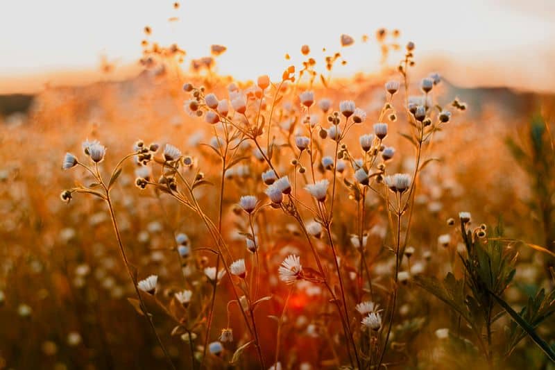 Leo's Spotlight Affirmations