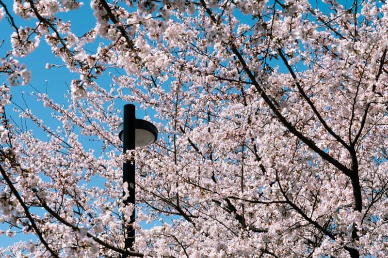 April: The Growth Nurturers