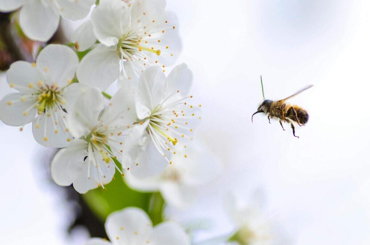 folklore bees
