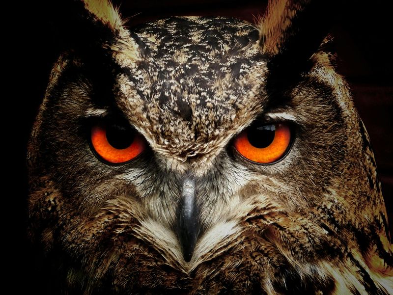 Owls: Wisdom or Whispers of Death