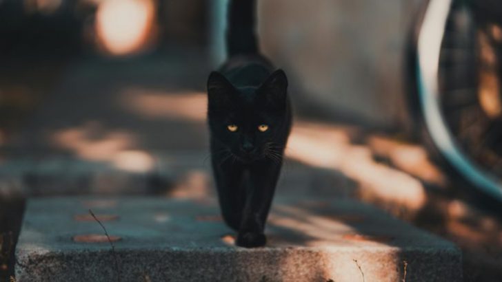 10 Animals as Omens In Different Cultures