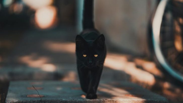 5 Interesting Reasons Why Cats Are Associated with Witchcraft