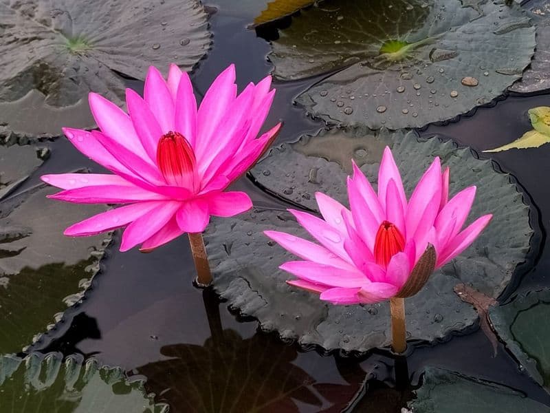 Pisces: Dreamy Lotus Blossoms