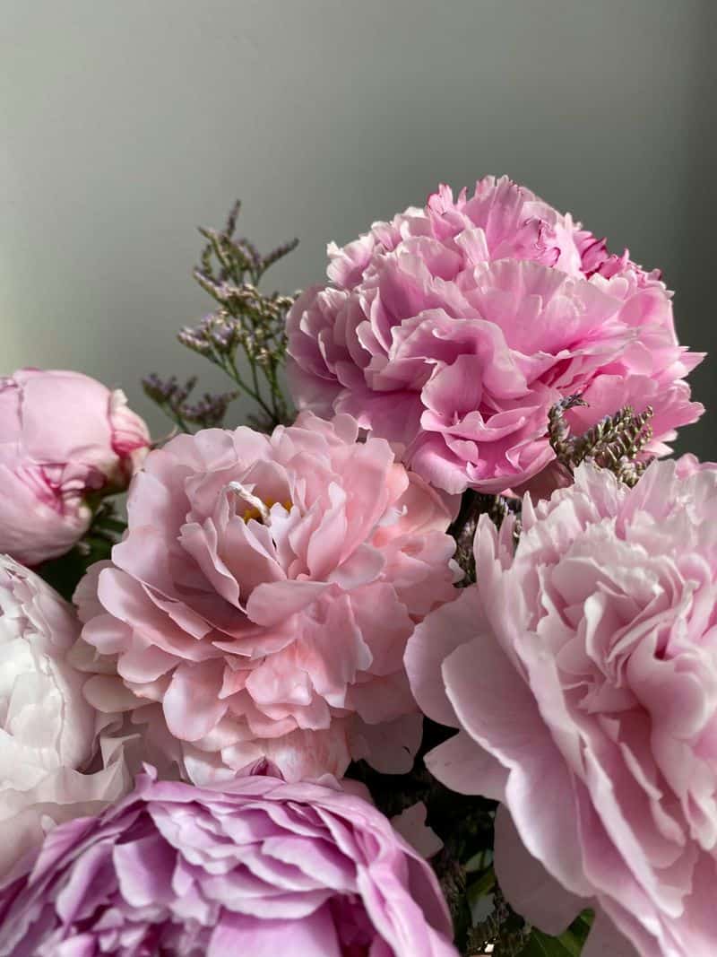 Taurus: Luxurious Peonies
