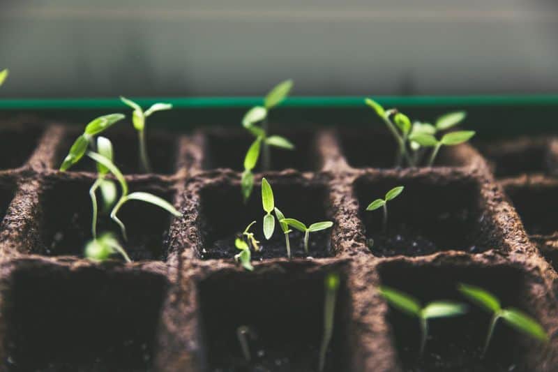 Plant Seeds or Start New Projects