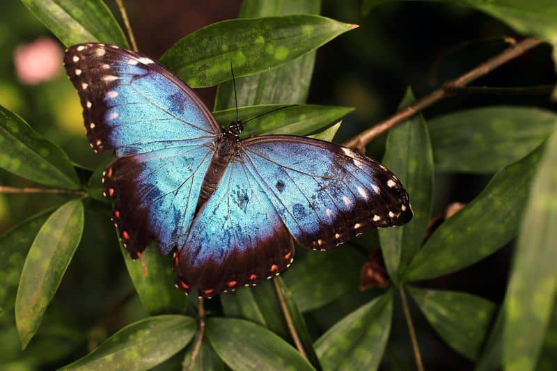 Butterflies: Beautiful Messengers of Transformation