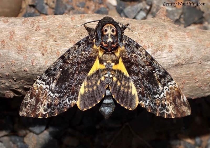 Moths: Soul Carriers of the Night