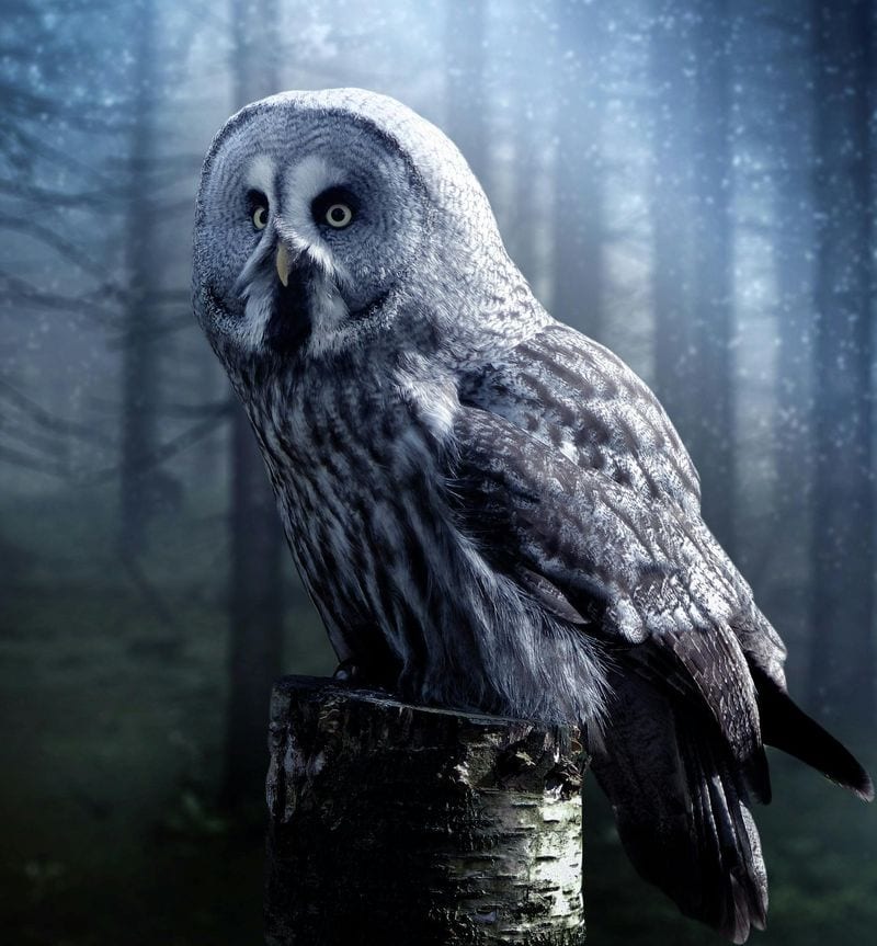 Owls: Silent Prophets of Doom