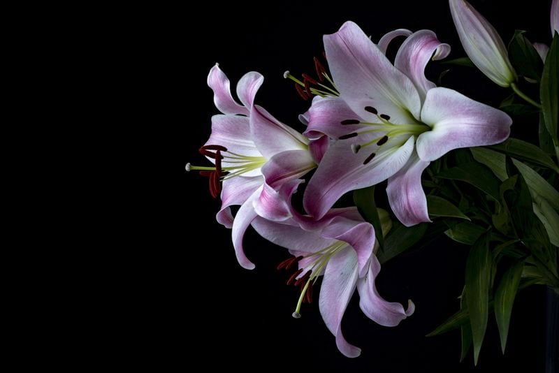 Leo: Dramatic Stargazer Lilies