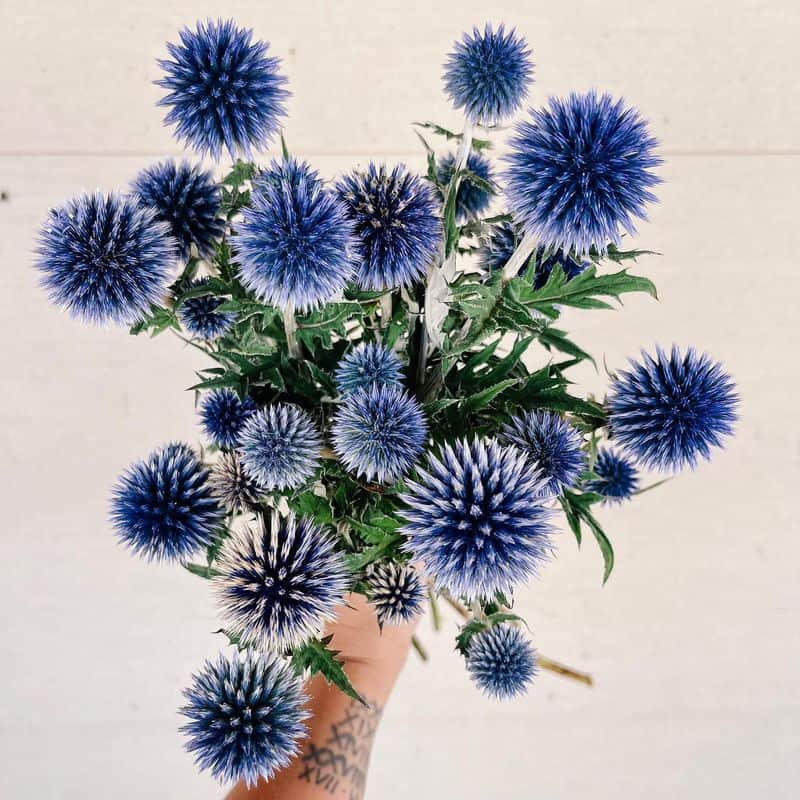 Aquarius: Eccentric Blue Thistle
